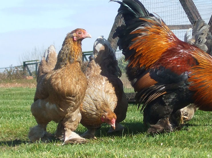 Sals Pure Breeds, Poultry breeders, Hatching Eggs, Monmouthshire, South  Wales