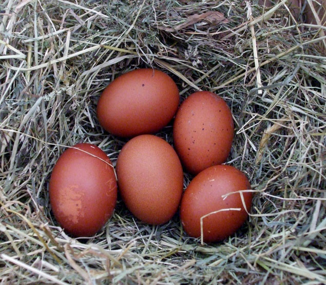 Dark brown eggs